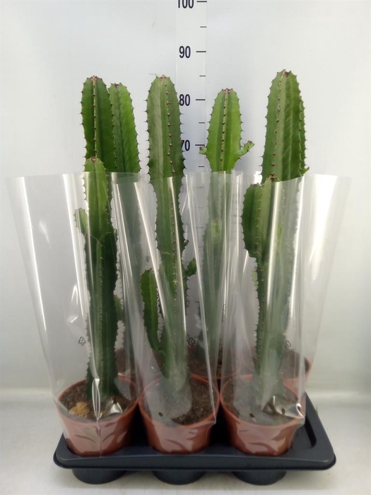 <h4>Euphorbia acrurensis</h4>