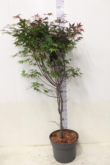 <h4>Acer palmatum 'Atropurpureum' P29 potgekweekt</h4>