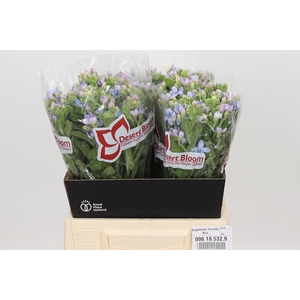 Oxypetalum Tweedia Blue