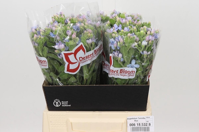 <h4>Oxypetalum Tweedia Blue</h4>