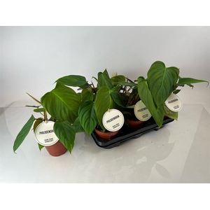 Philodendron Fuzzy Petiole 12Ø 30cm