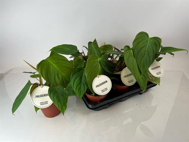 Philodendron Fuzzy Petiole 12Ø 30cm