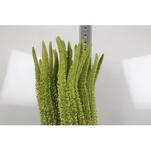 Eremurus Yellow Rebe