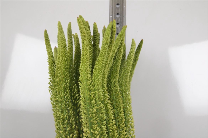 <h4>Eremurus Yellow Rebe</h4>