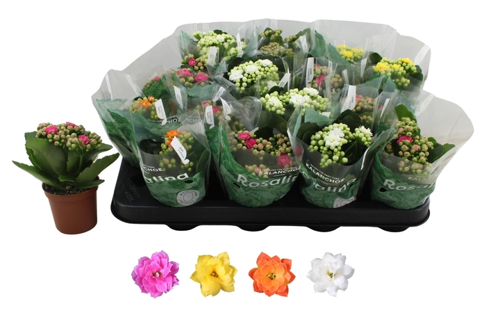 <h4>KAL GE RO GEM 4 KL</h4>