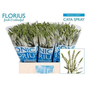 Veron Smart Caya 60cm Vertakt