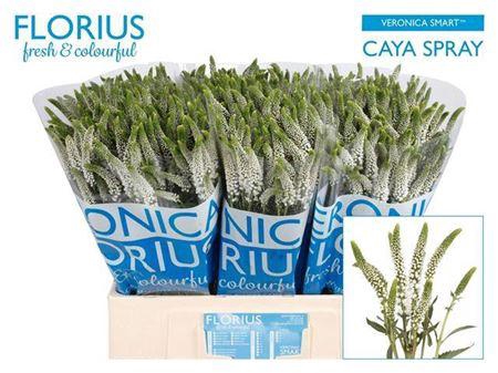 <h4>Veron Smart Caya 60cm Vertakt</h4>