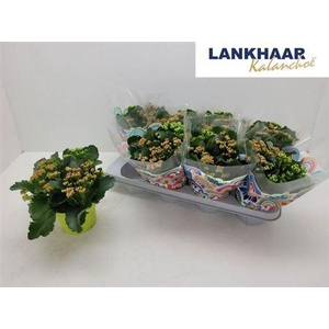 Kal Ge Gemengd In Pot P13