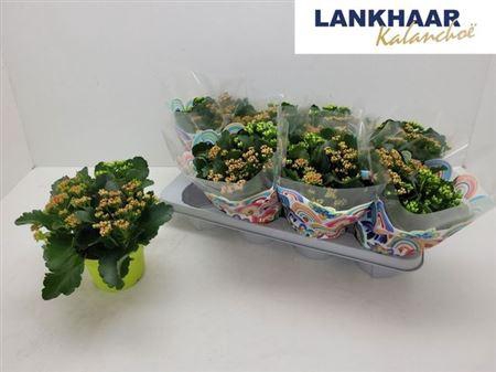 <h4>Kal Ge Gemengd In Pot P13</h4>