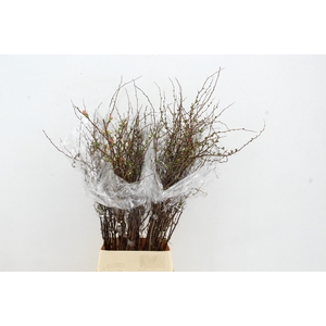 CHAENOMELES SUPERBA  PINK 110CM