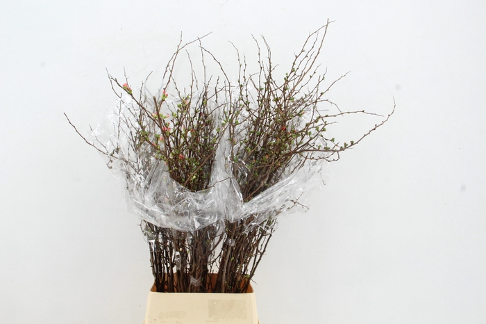 <h4>CHAENOMELES SUPERBA  PINK 110CM</h4>