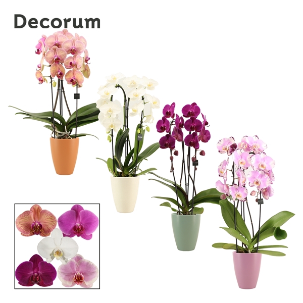 <h4>Phalaenopsis cascade 2 tak mix in Carly (Craft world-collection)</h4>