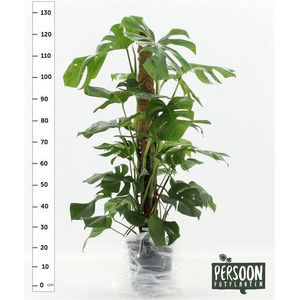 Monstera deliciosa Pertusum Grp 24Ø 120cm 4pp