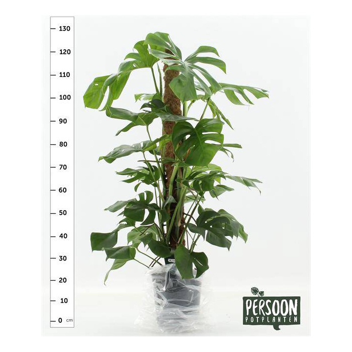 <h4>Monstera deliciosa Pertusum Grp 24Ø 120cm 4pp</h4>