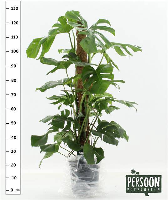 Monstera deliciosa Pertusum Grp 24Ø 120cm 4pp