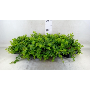 Peperomia rotundifolia