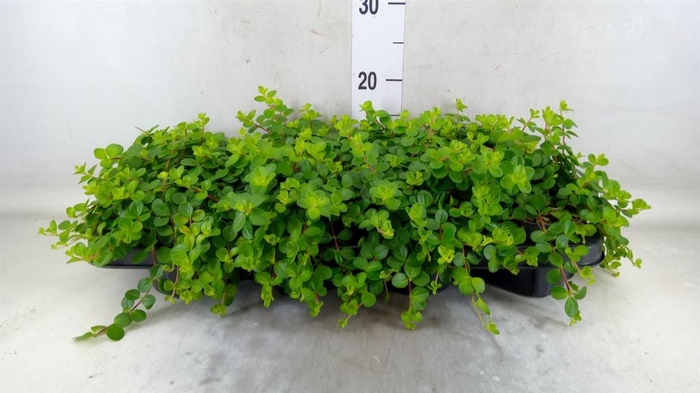 <h4>Peperomia rotundifolia</h4>