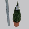 Buxus overig