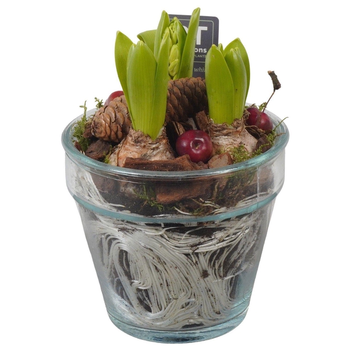 <h4>Arr.  Hyacinthus L%</h4>