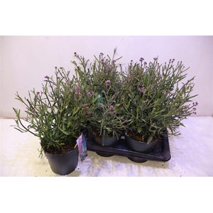 Verbe Bonariensis