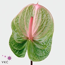 <h4>Anthurium avo danielle</h4>