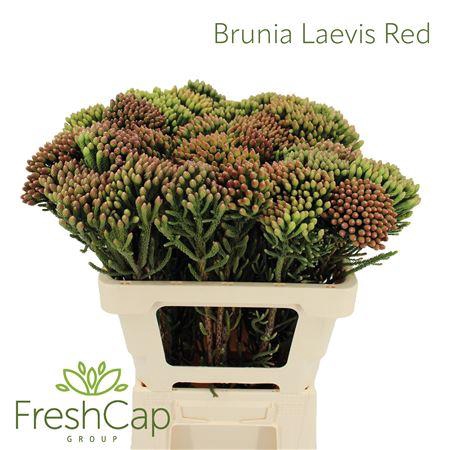 <h4>Brunia Leavis Red (young) Medium</h4>