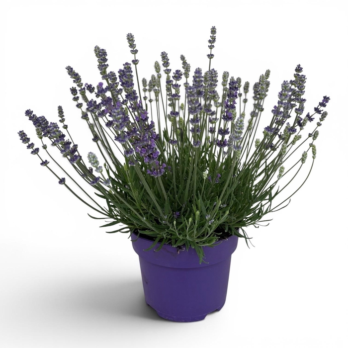 <h4>Lavandula Hidcote</h4>