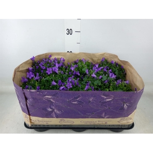 Campanula porten. 'Blueone'