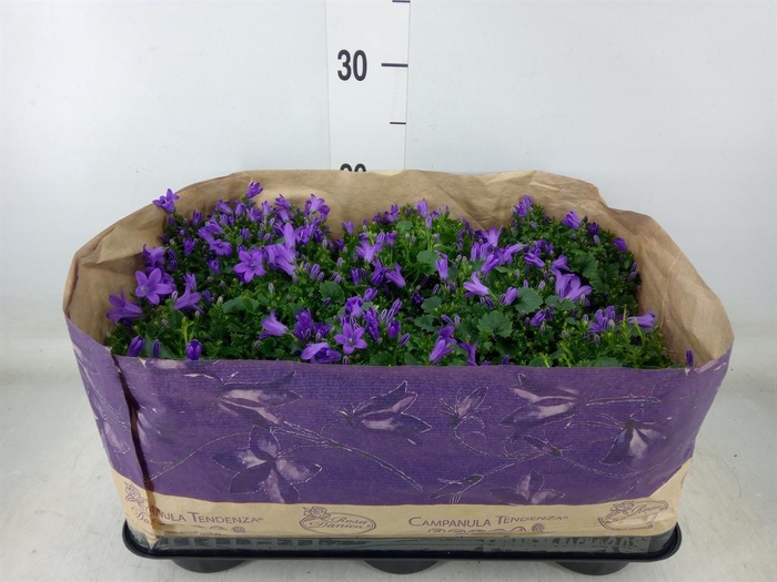 <h4>Campanula porten. 'Blueone'</h4>