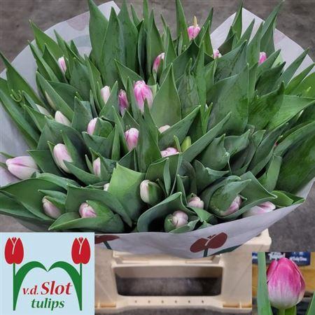 <h4>Tu En Florence</h4>