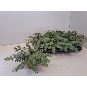 SEDUM SIEBOLDII