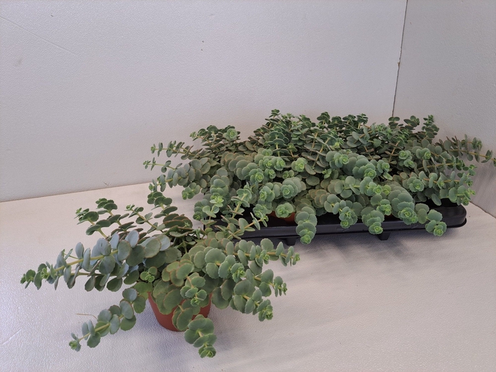 <h4>SEDUM SIEBOLDII</h4>
