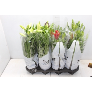 LIRIO VARIADO P15