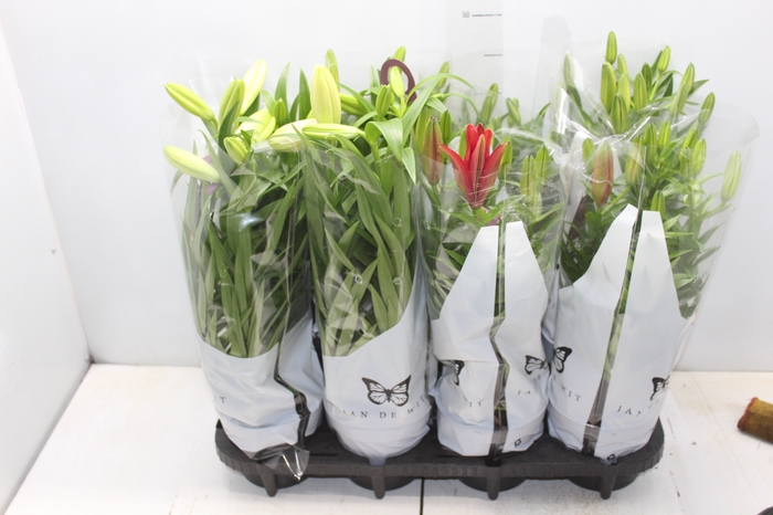 <h4>LIRIO VARIADO P15</h4>