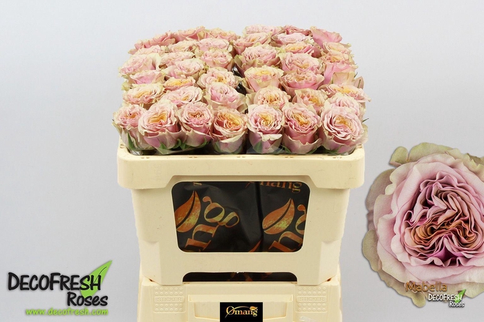 <h4>R Gr Mabella</h4>