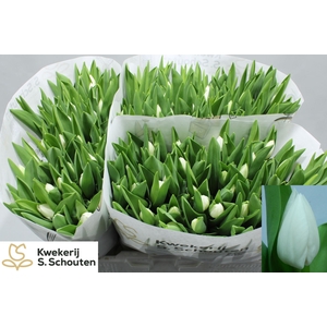 TULIPA EN 'ROYAL VIRGIN'