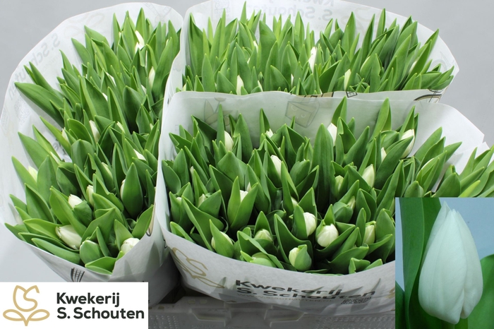 <h4>TULIPA EN 'ROYAL VIRGIN'</h4>