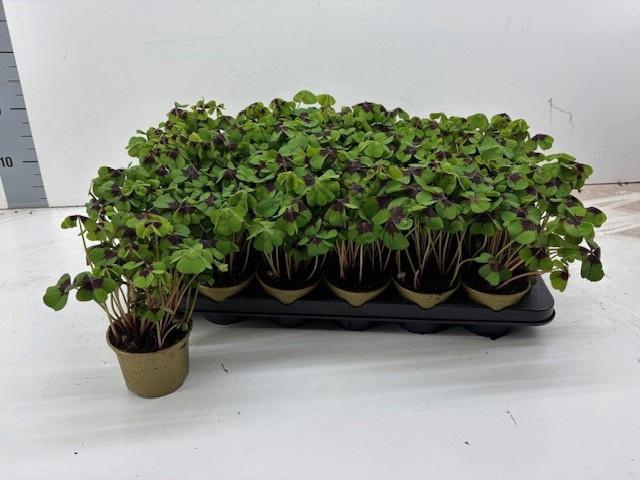 <h4>OXALIS DEPPEI</h4>