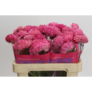 Ranunculus Poodle Ramlia