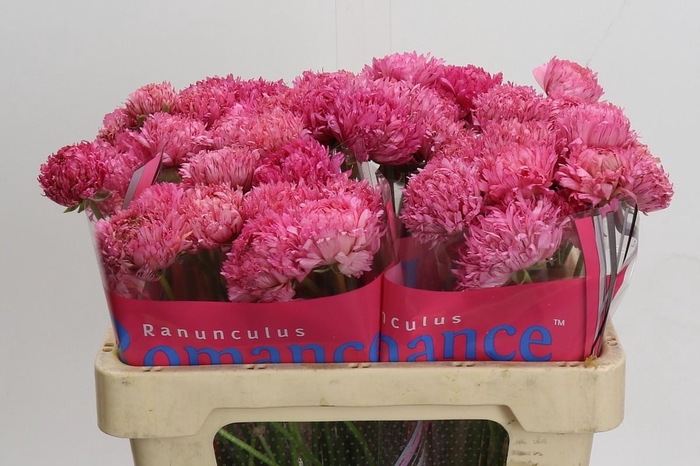 <h4>Ranunculus Poodle Ramlia</h4>