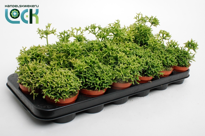 <h4>Rhipsalis Heteroclada</h4>