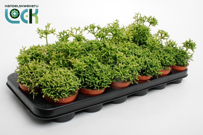 <h4>Rhipsalis Heteroclada</h4>