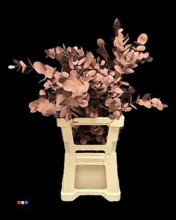 <h4>Cinerea Choco Brown</h4>