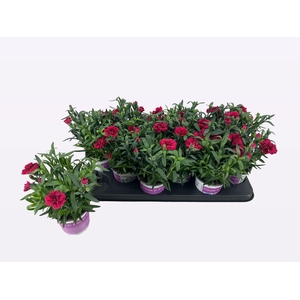 DIAN OSC PURPLE WING