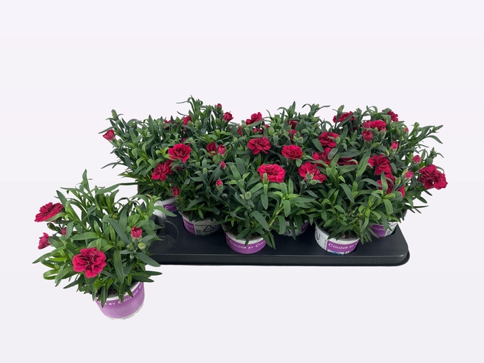 <h4>DIAN OSC PURPLE WING</h4>