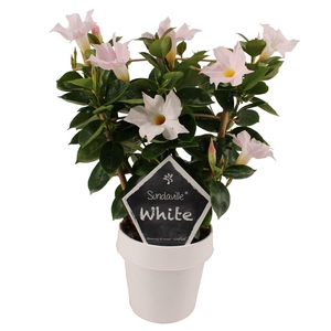 Mandevilla am. 'Sundav White'