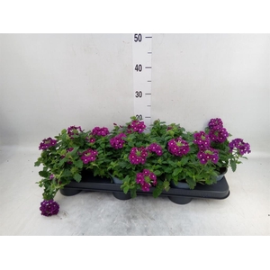 Verbena  'Lascar Purple'