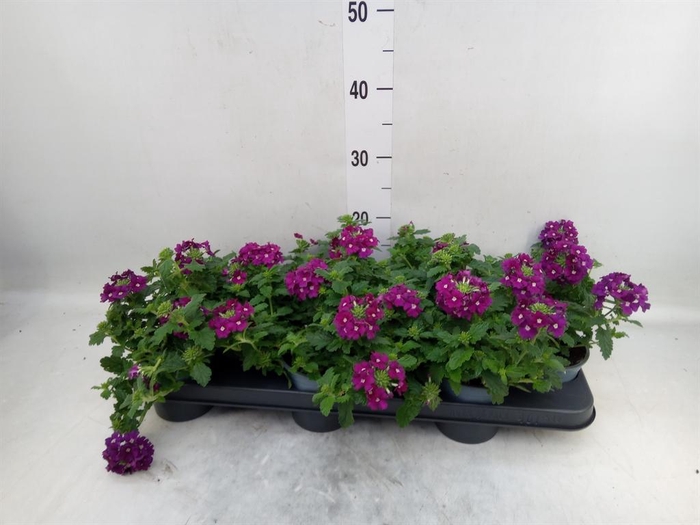 <h4>Verbena  'Lascar Purple'</h4>