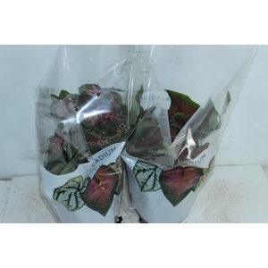 CALADIUM VARIADO P17