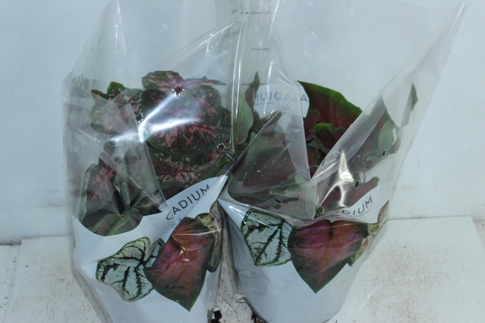 <h4>CALADIUM VARIADO P17</h4>